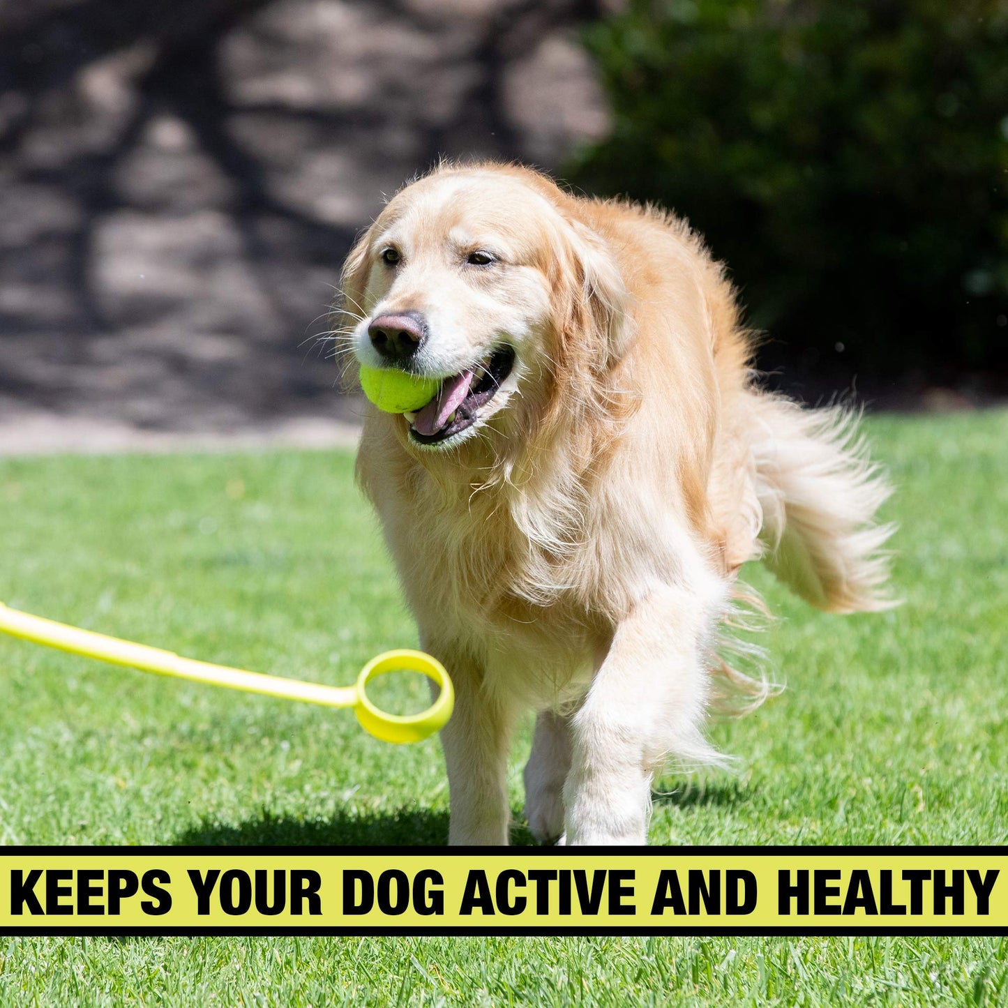 Automatic Ball Launcher for Dogs with Remote Control