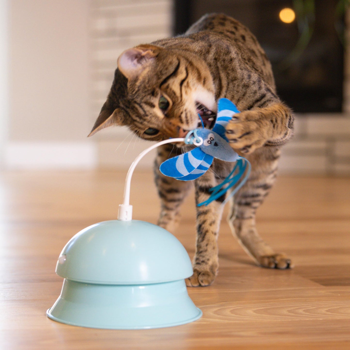 Interactive Flutter Dome Cat Toy for Indoor Play