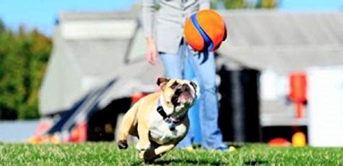 Chuckit Max Glow Kick Fetch Ball for Dogs
