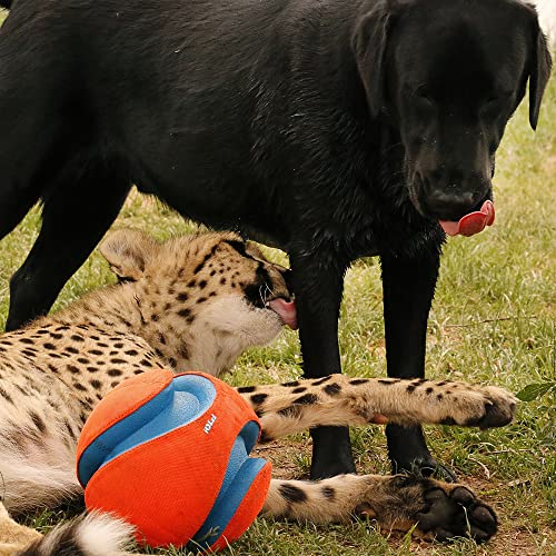 Chuckit Max Glow Kick Fetch Ball for Dogs