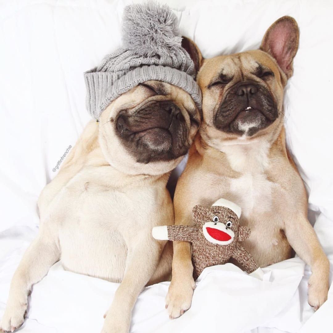 Interactive Plush Dog Toy with Chatter Feature