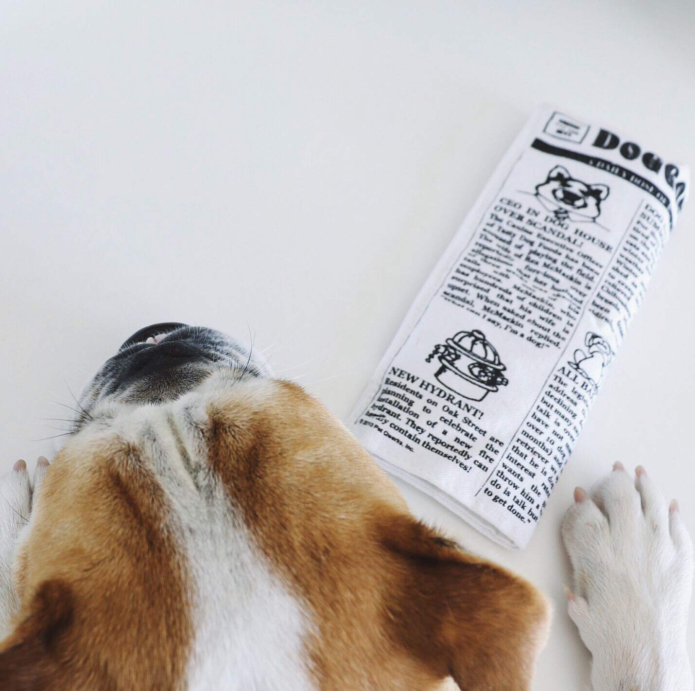 Interactive Plush Dog Toy with Chatter Feature