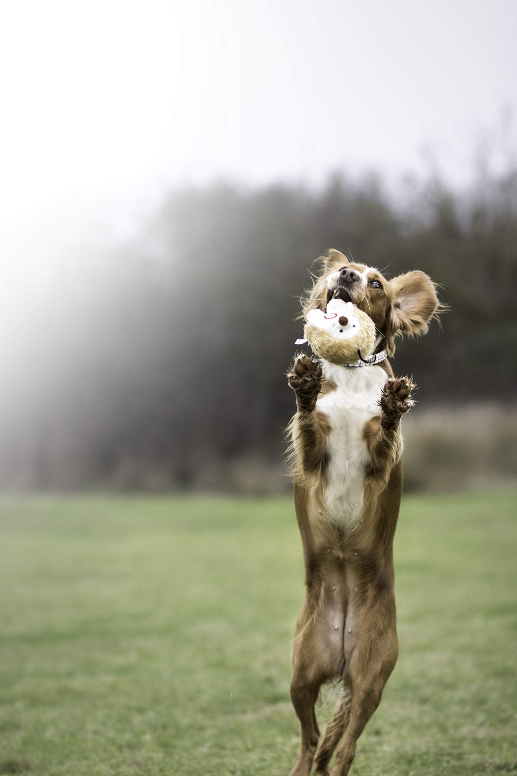 Interactive Plush Dog Toy with Chatter Feature