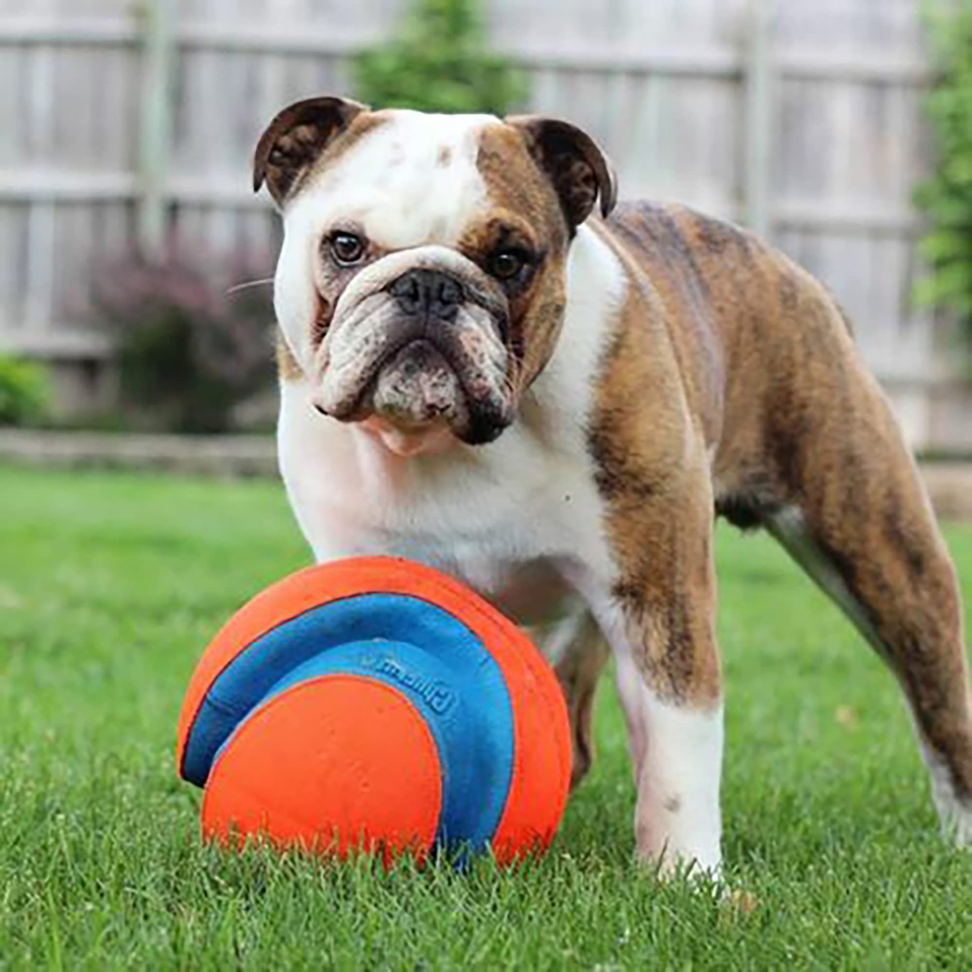 Chuckit Max Glow Kick Fetch Ball for Dogs