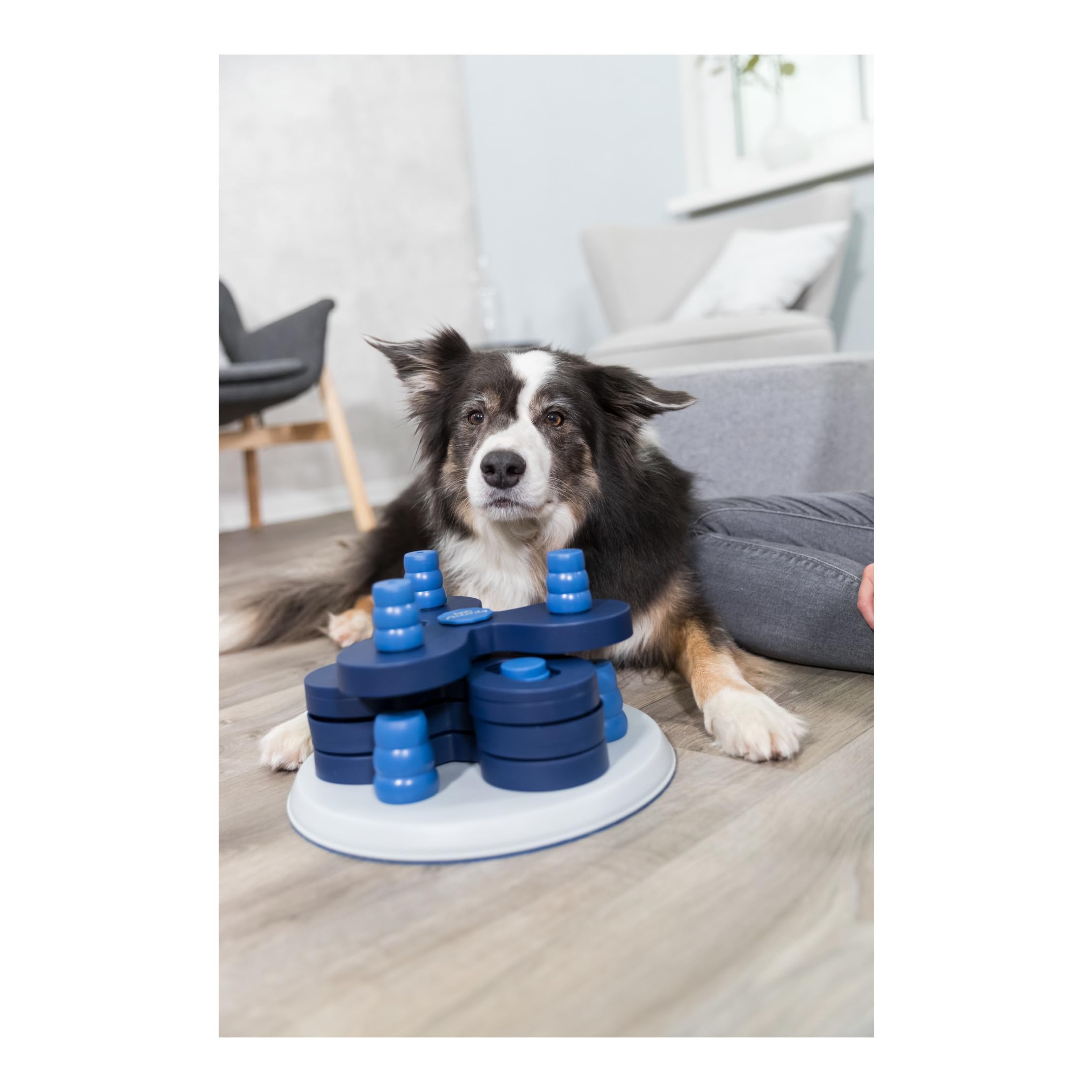 Trixie Move to Win Level 3 Dog Puzzle Game