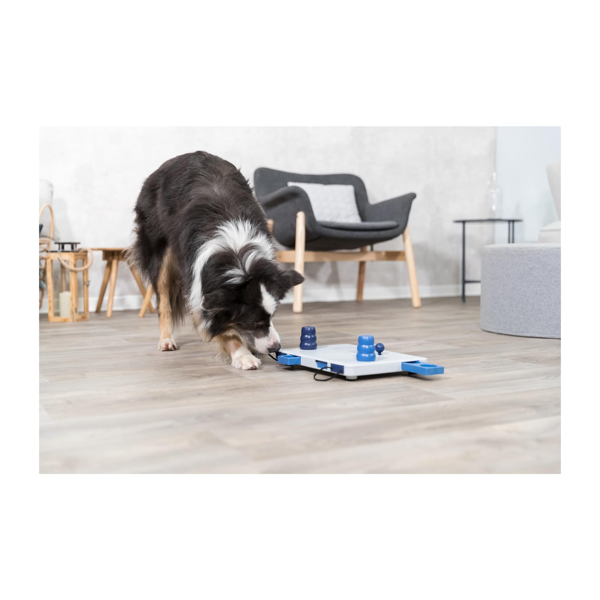 Trixie Move to Win Level 3 Dog Puzzle Game