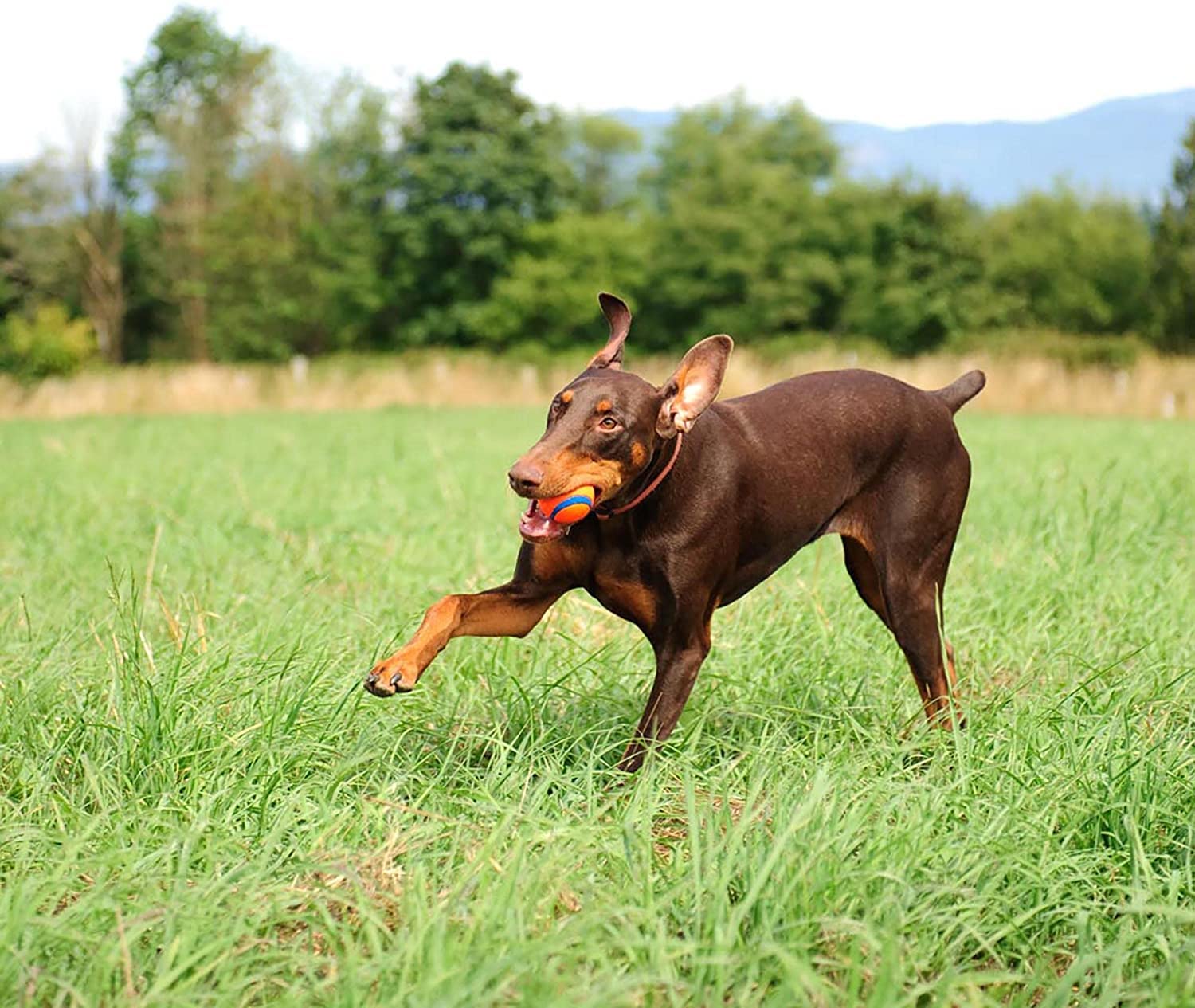 Chuckit Max Glow Kick Fetch Ball for Dogs