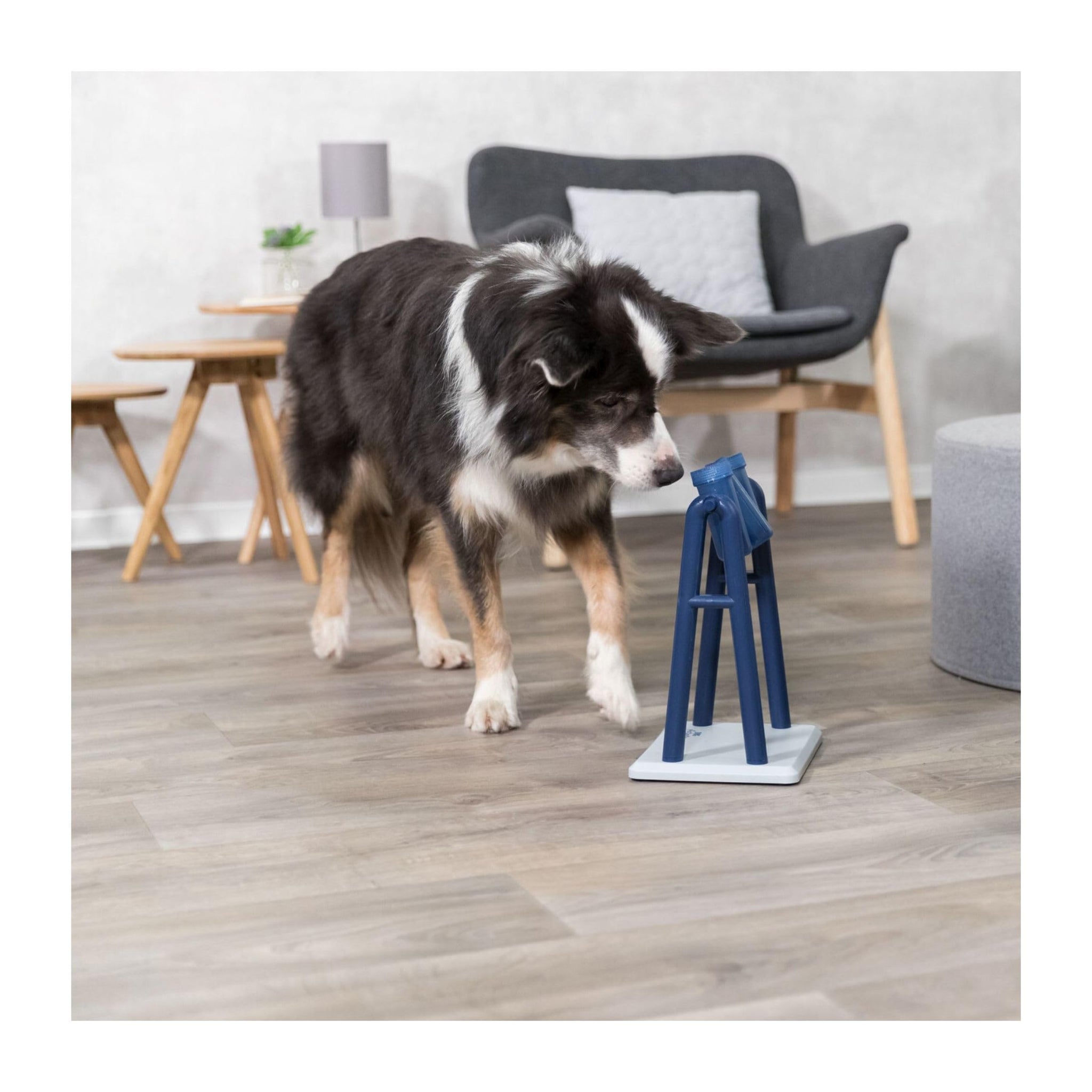 Trixie Move to Win Level 3 Dog Puzzle Game