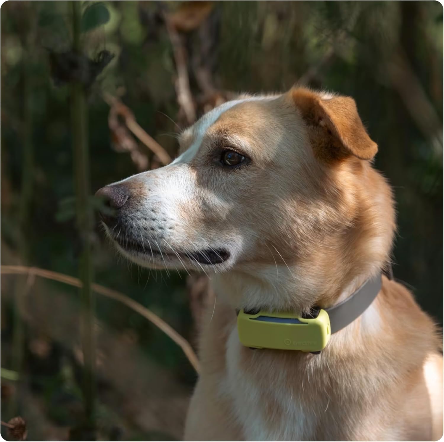 Real Time GPS Dog Tracker with Health Alerts