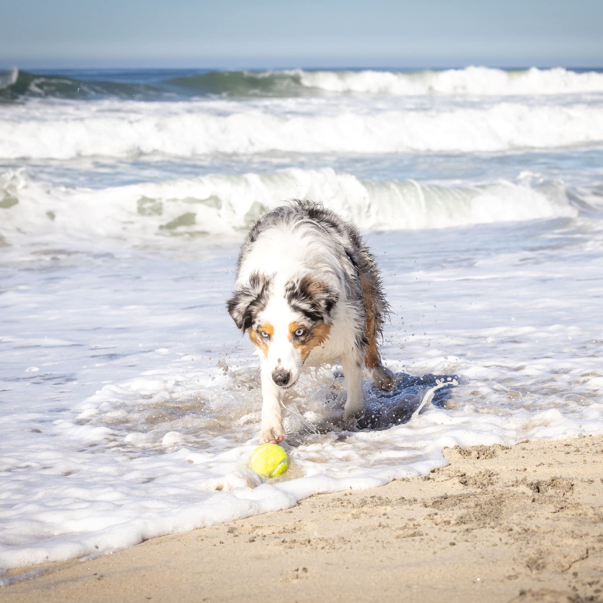 Automatic Ball Launcher for Dogs with Remote Control