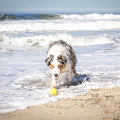 Automatic Ball Launcher for Dogs with Remote Control