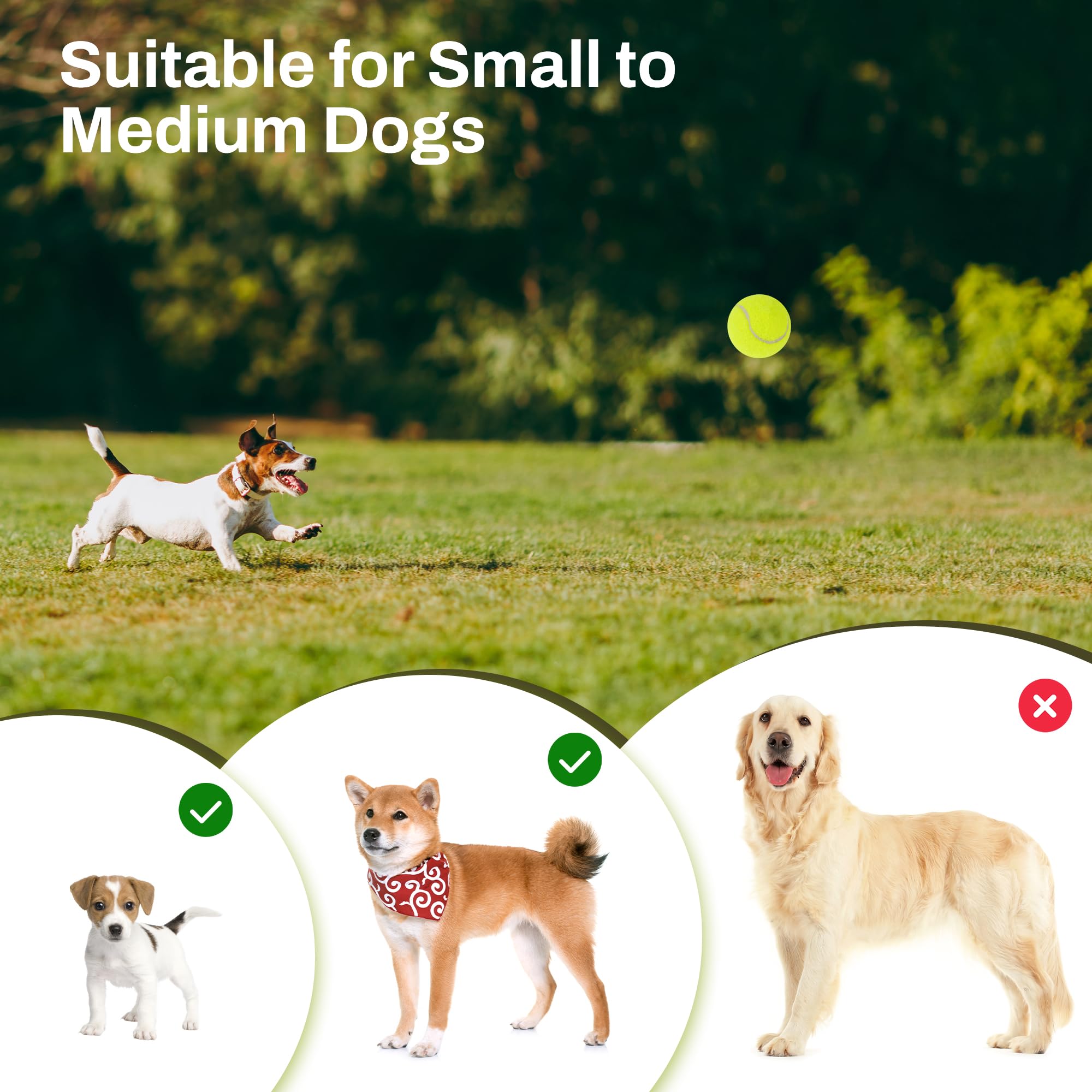 Automatic Dog Ball Launcher for Interactive Play