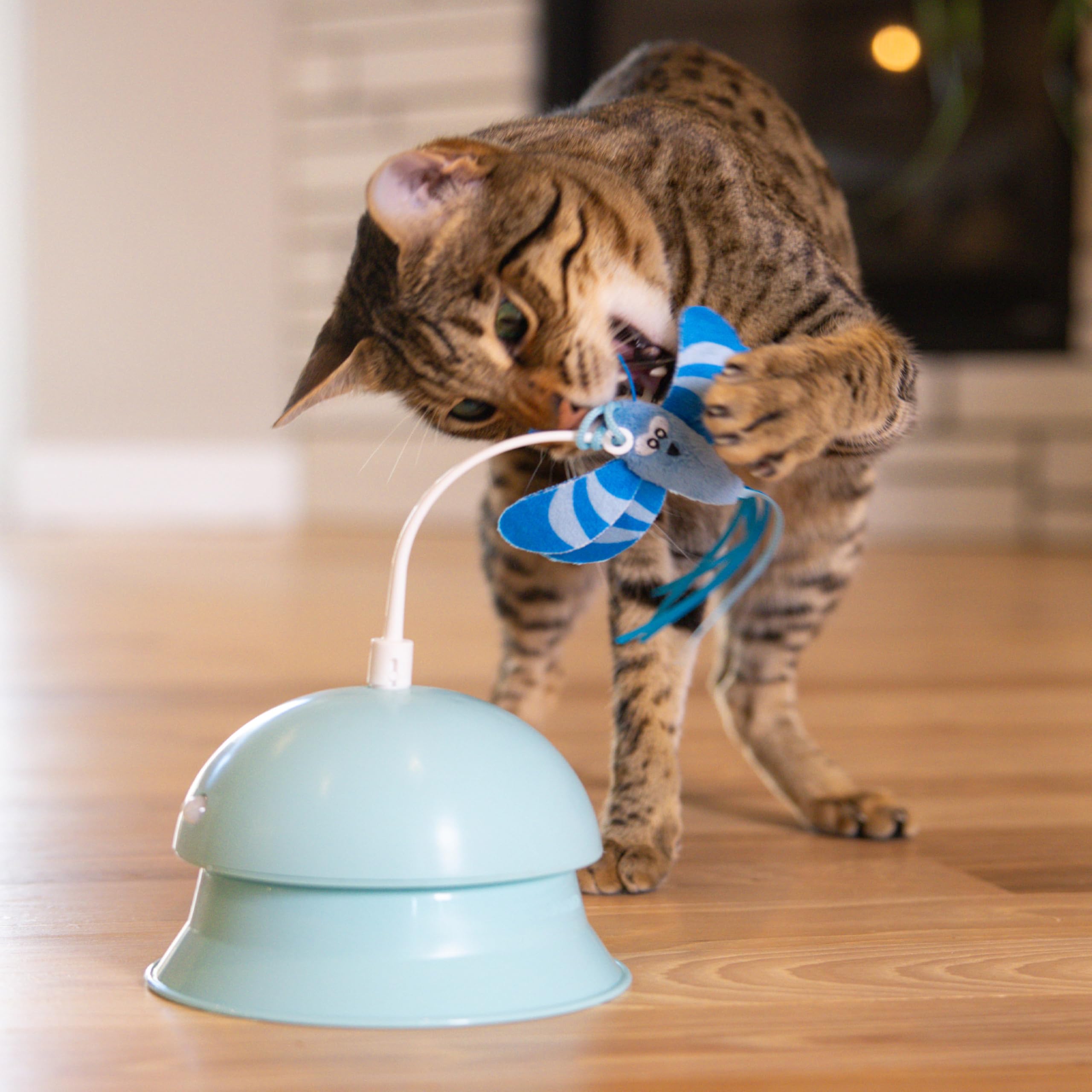 Interactive Flutter Dome Cat Toy for Indoor Play