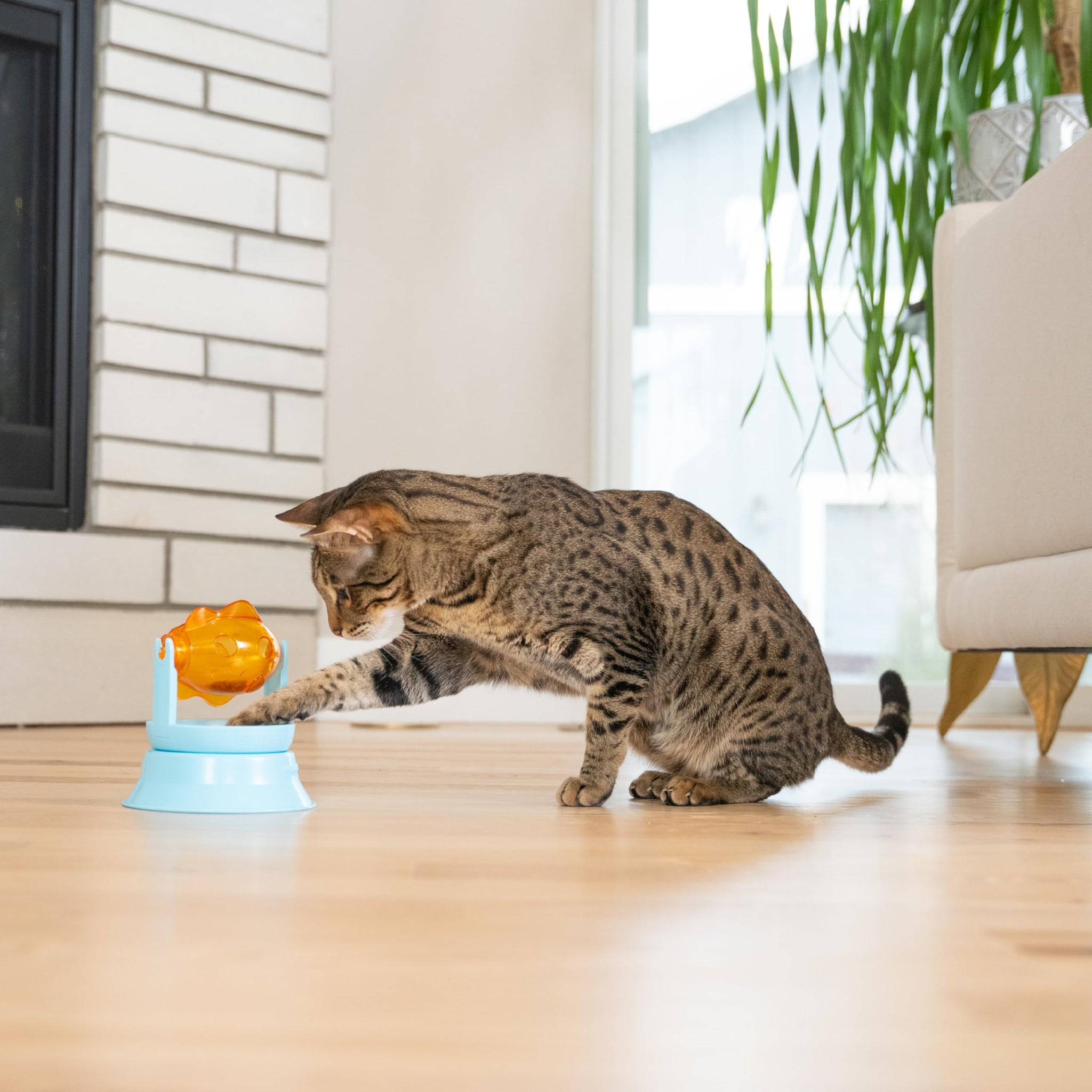Interactive Flutter Dome Cat Toy for Indoor Play