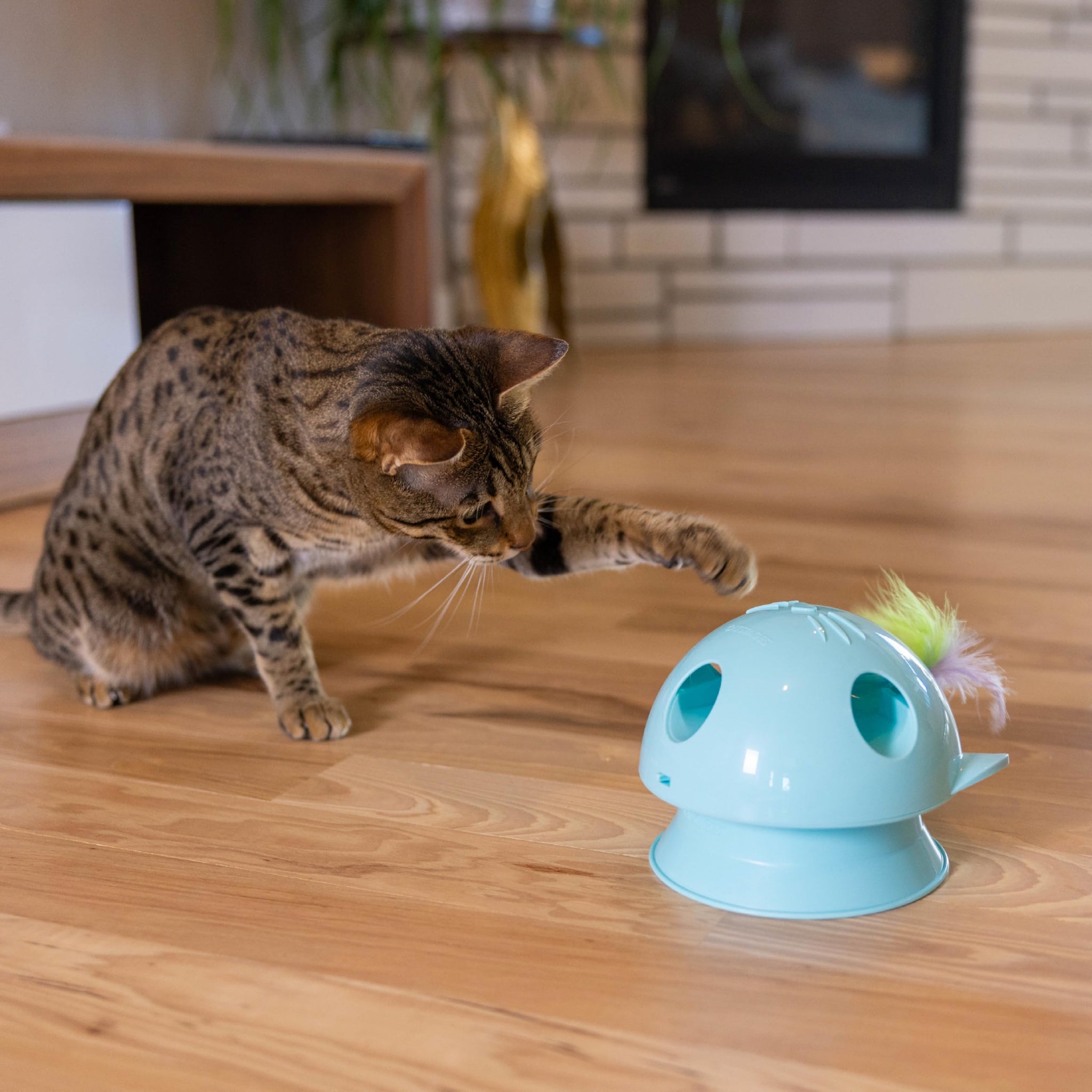 Interactive Flutter Dome Cat Toy for Indoor Play