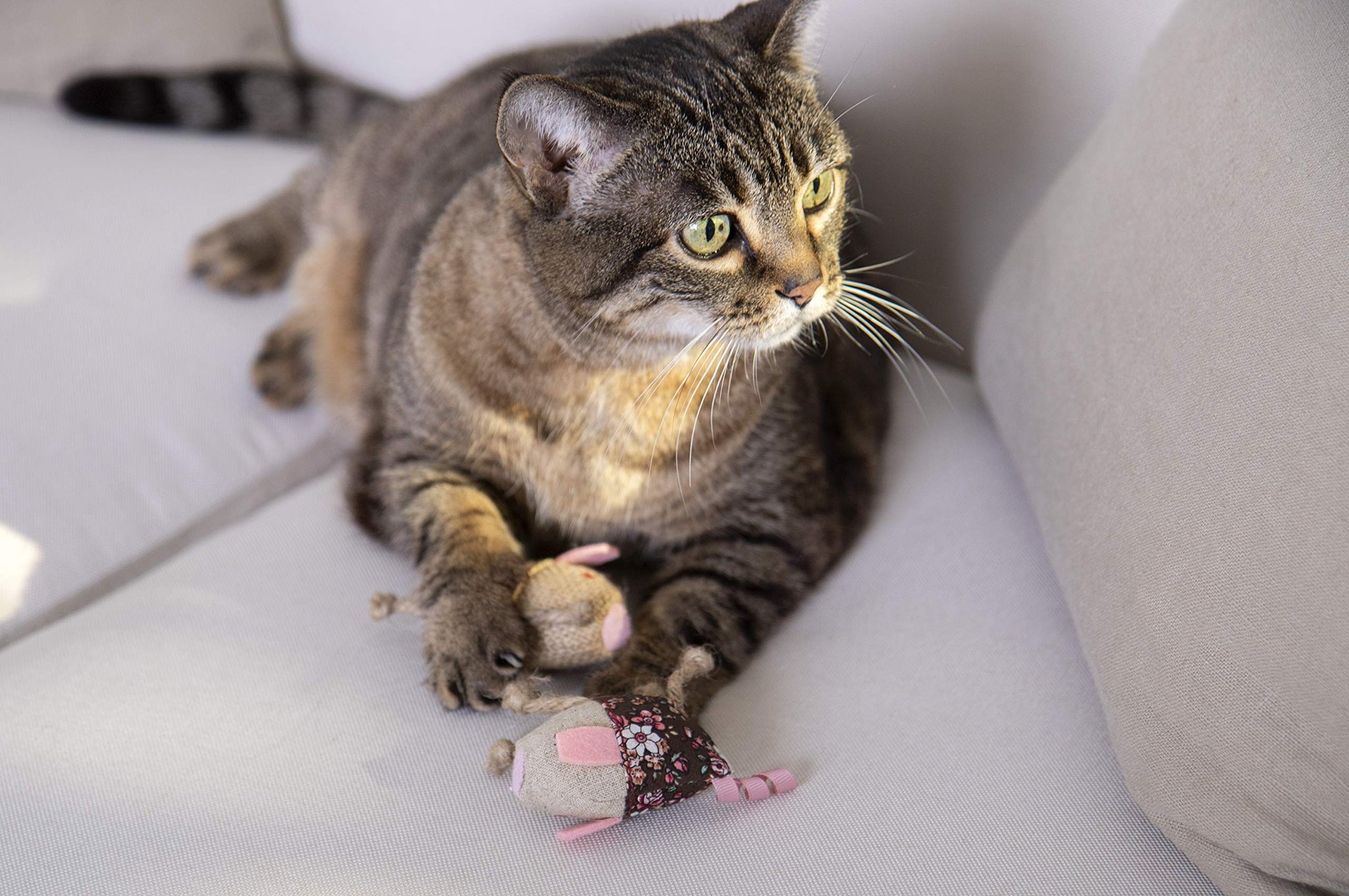 Interactive Cat Toy with Light and HappyNip Blend