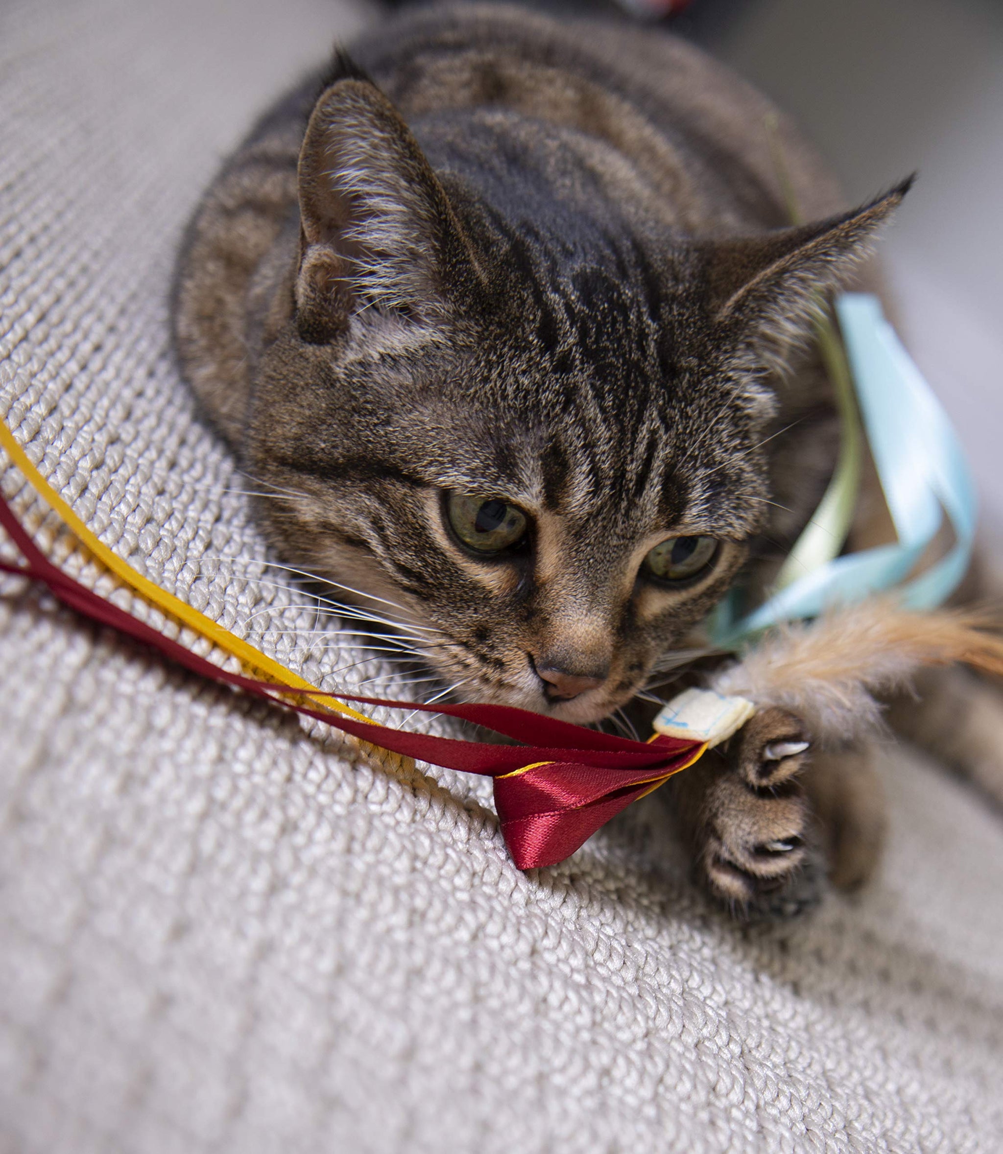 Interactive Cat Toy with Light and HappyNip Blend