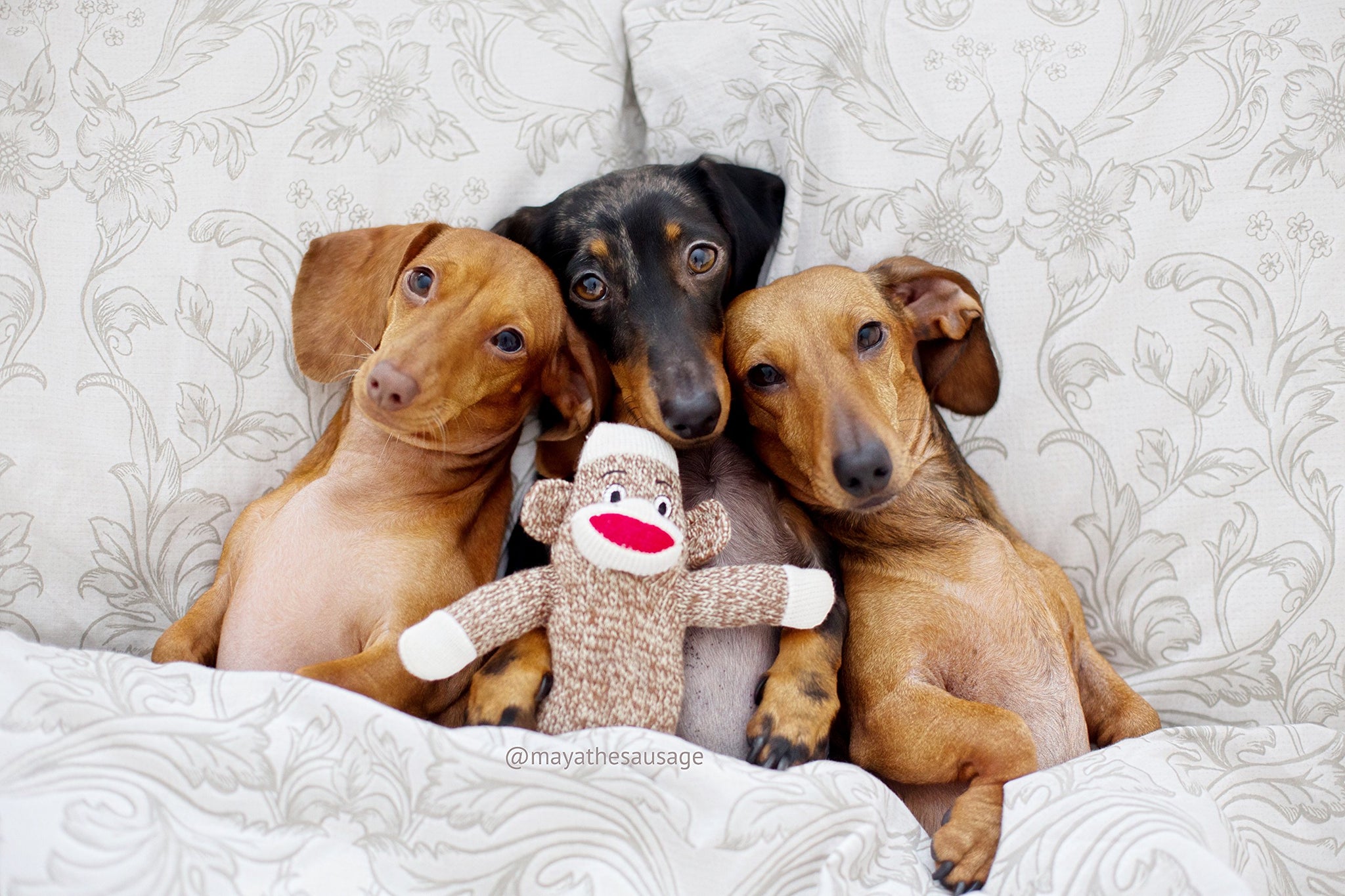 Interactive Plush Dog Toy with Chatter Feature
