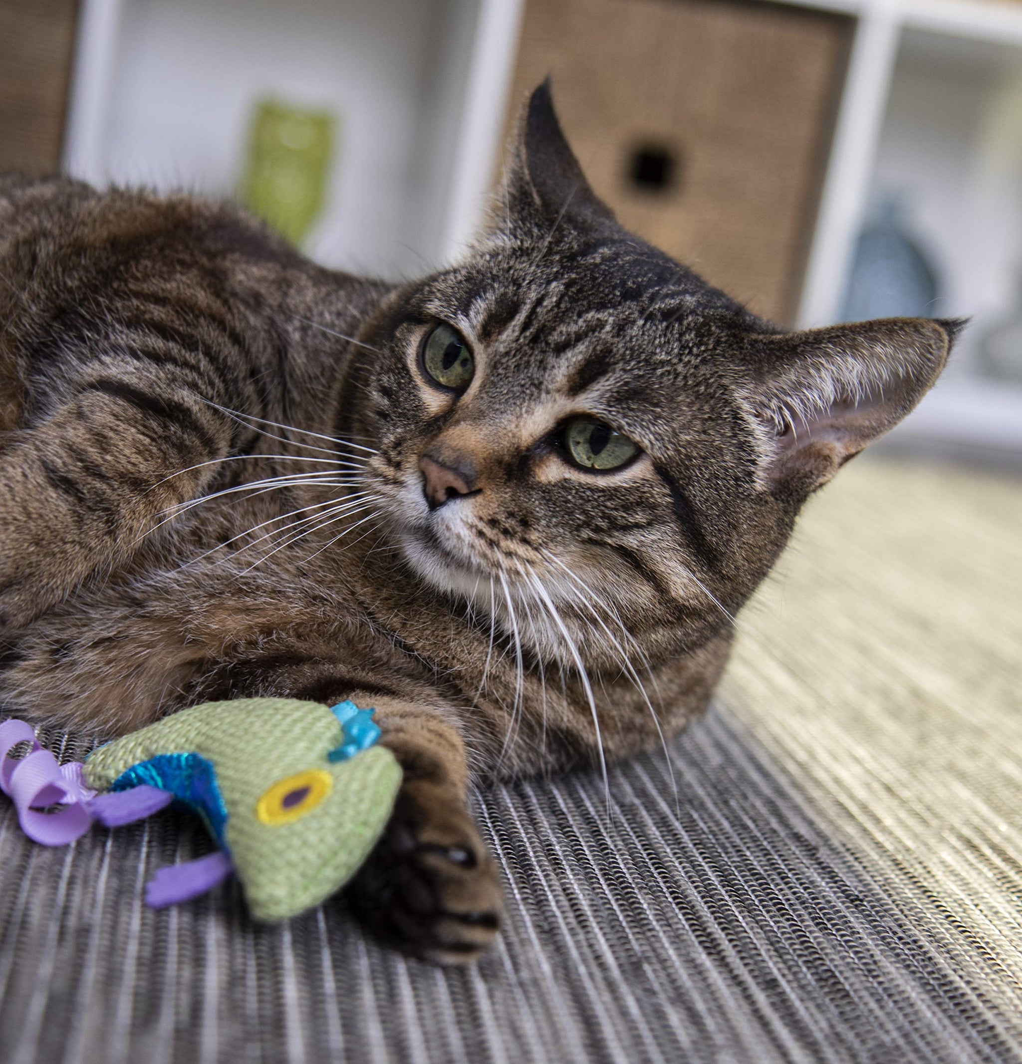 Interactive Cat Toy with Light and HappyNip Blend