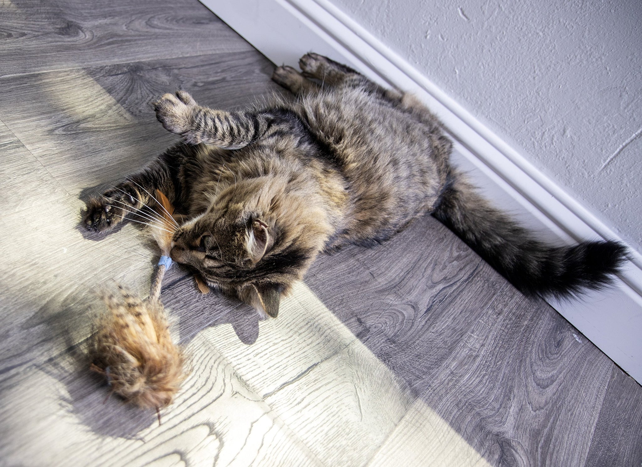 Interactive Cat Toy with Light and HappyNip Blend