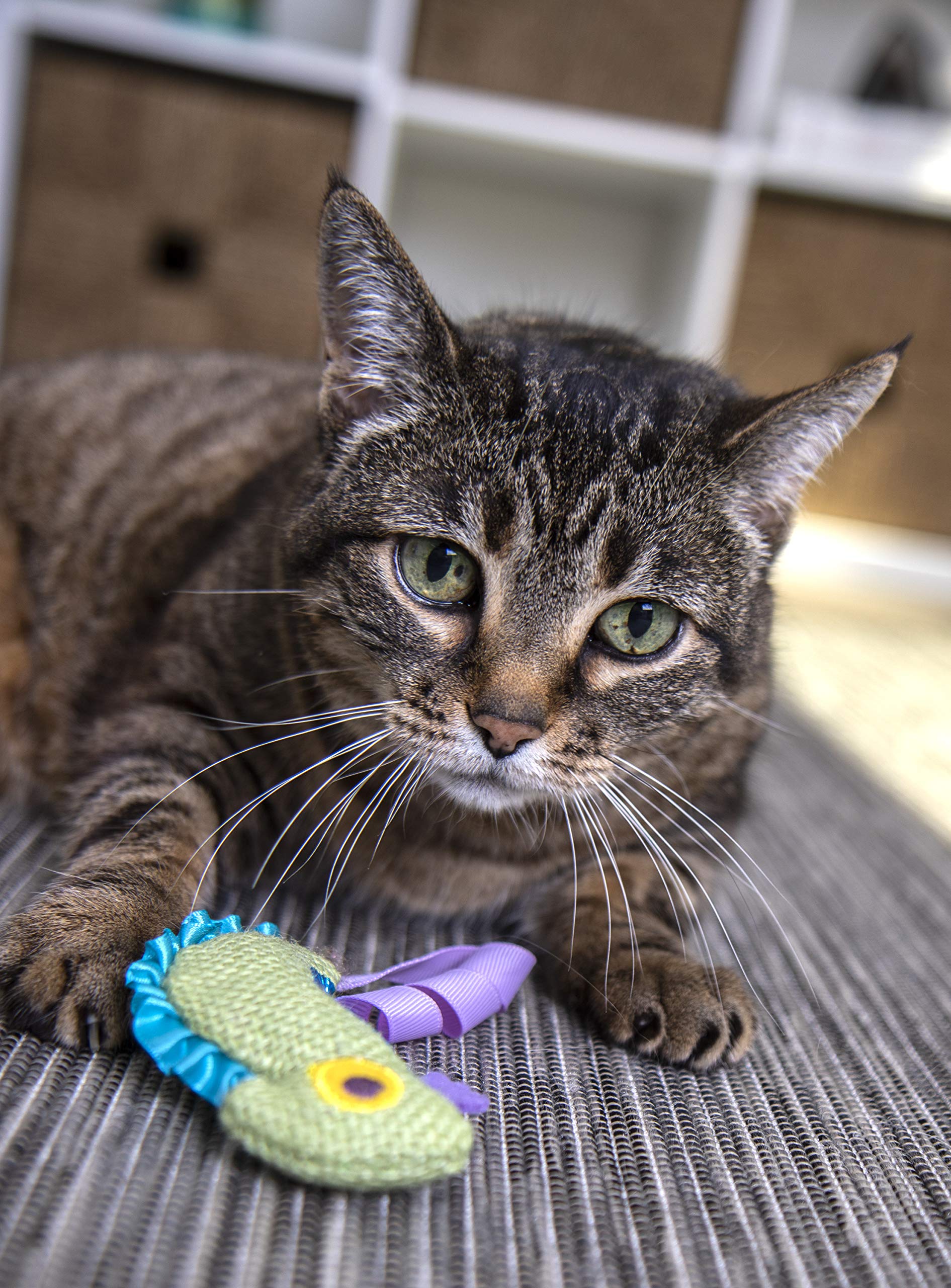 Interactive Cat Toy with Light and HappyNip Blend