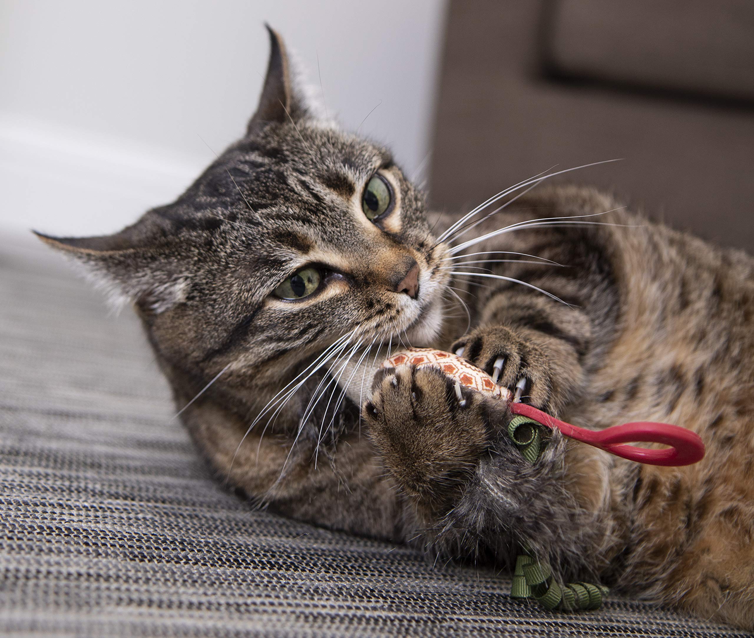 Interactive Cat Toy with Light and HappyNip Blend